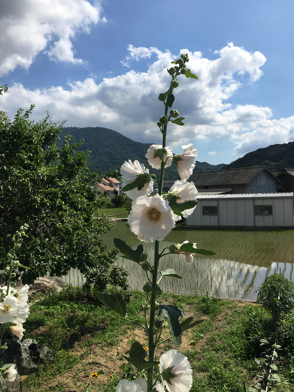 f:id:ujikenorio:20180619195713j:image f:id:ujikenorio:20180619195713j:image