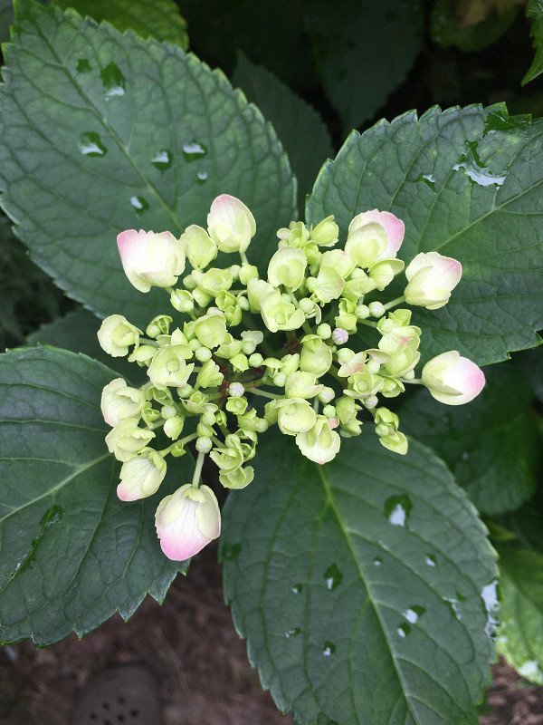f:id:ujikenorio:20180619200207j:image f:id:ujikenorio:20180619200207j:image