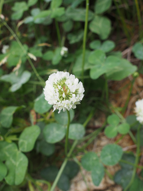 f:id:ujikenorio:20180619200349j:image f:id:ujikenorio:20180619200349j:image