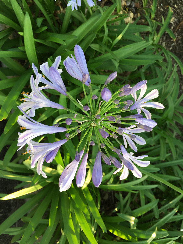 f:id:ujikenorio:20180621235256j:image f:id:ujikenorio:20180621235256j:image