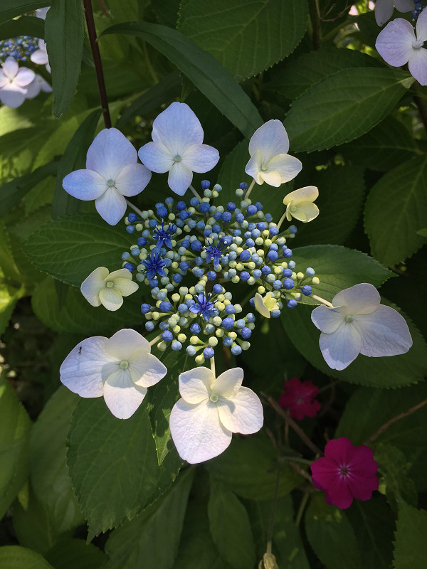 f:id:ujikenorio:20180701110051j:image f:id:ujikenorio:20180701110051j:image