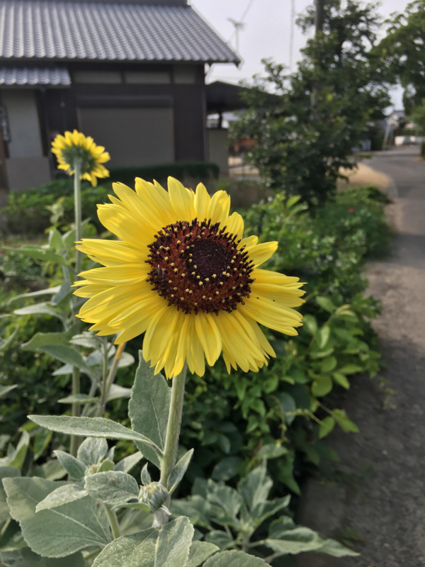 f:id:ujikenorio:20180708133159j:image f:id:ujikenorio:20180708133159j:image
