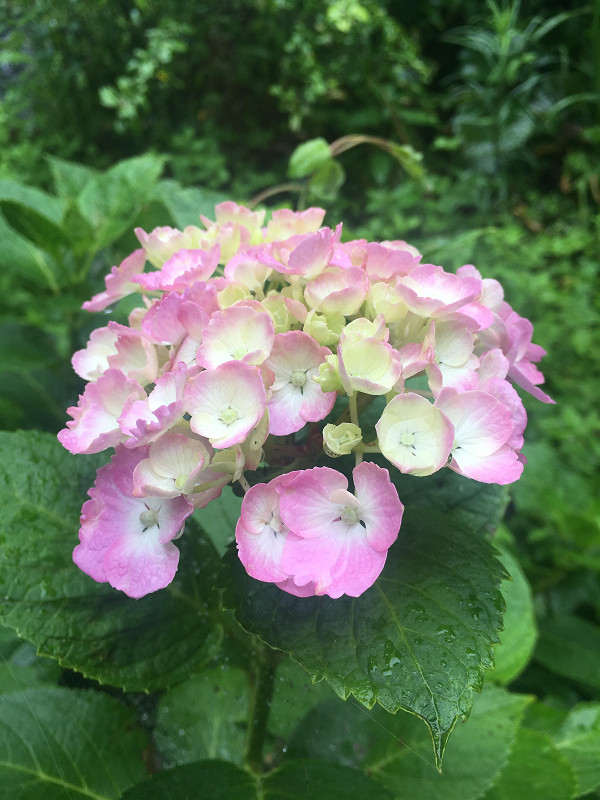 f:id:ujikenorio:20180708135645j:image f:id:ujikenorio:20180708135645j:image