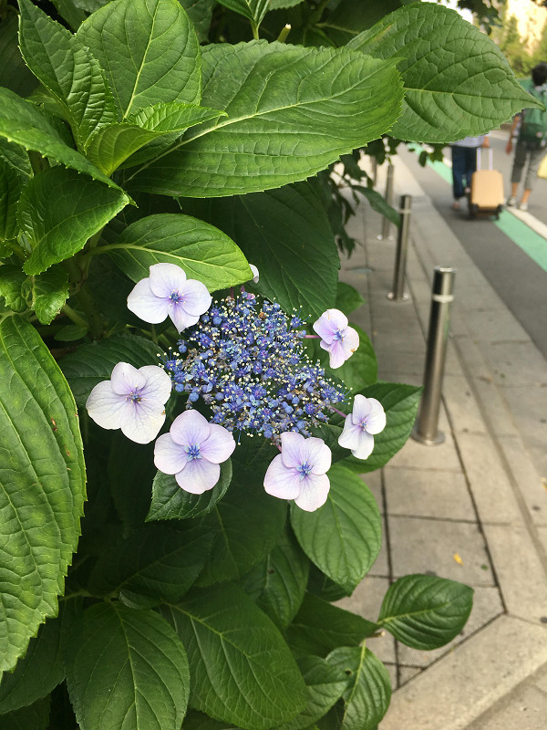 f:id:ujikenorio:20180713230840j:image f:id:ujikenorio:20180713230840j:image