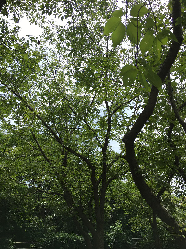 f:id:ujikenorio:20180729172815j:image f:id:ujikenorio:20180729172815j:image