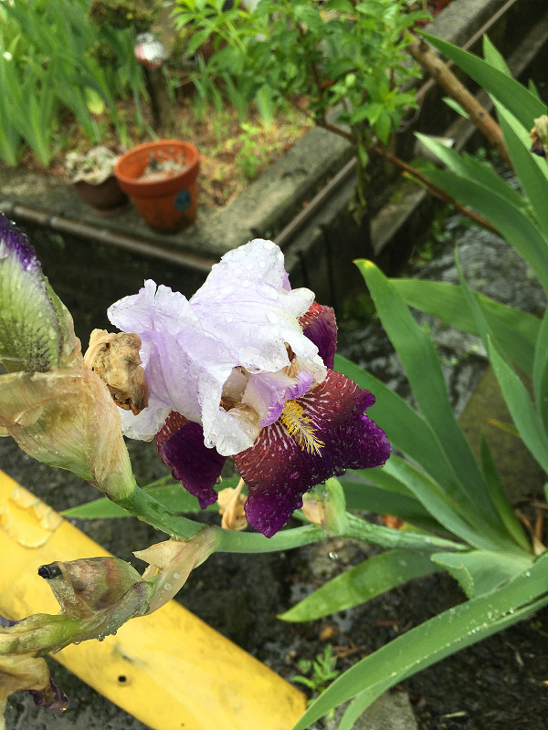 f:id:ujikenorio:20180804173153j:image f:id:ujikenorio:20180804173153j:image