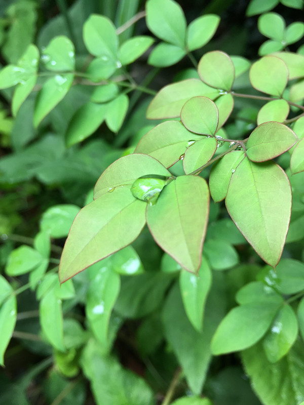 f:id:ujikenorio:20180819212919j:image f:id:ujikenorio:20180819212919j:image