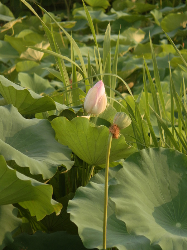 f:id:ujikenorio:20180819213344j:image f:id:ujikenorio:20180819213344j:image