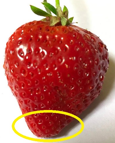 一秒でイチゴを甘くする イチゴ狩りにも負けない 家でイチゴを美味しく食べる方法 ブロギングなう