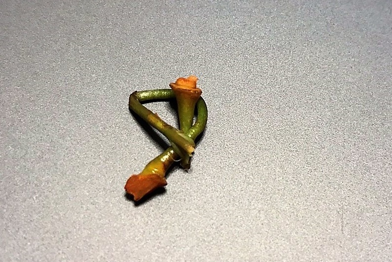 f:id:ujin11:20170709210025j:plain