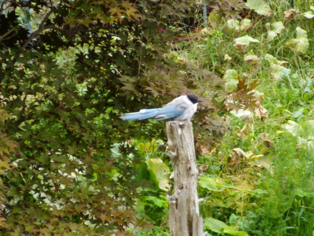 f:id:ujip:20100925122342j:image