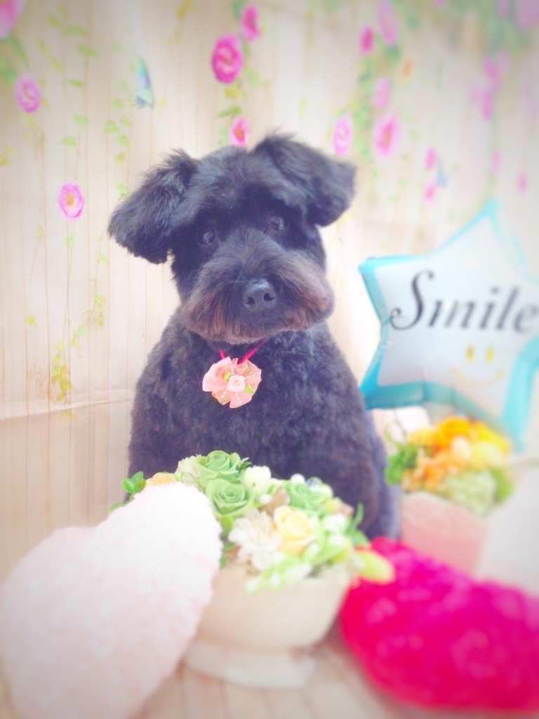 f:id:ujk_vet:20180203103408j:plain f:id:ujk_vet:20180203103408j:plain