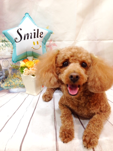 f:id:ujk_vet:20180225074743j:plain