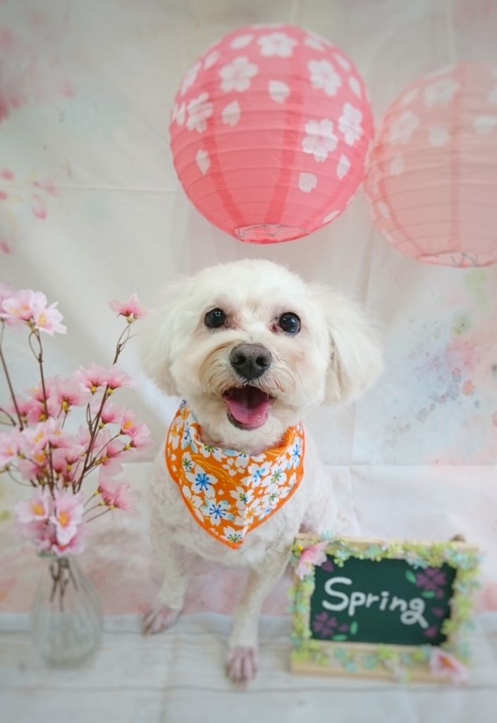 f:id:ujk_vet:20180319174026j:plain