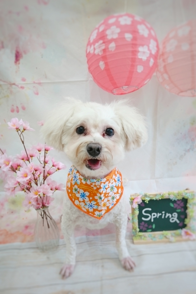 f:id:ujk_vet:20180319174217j:plain