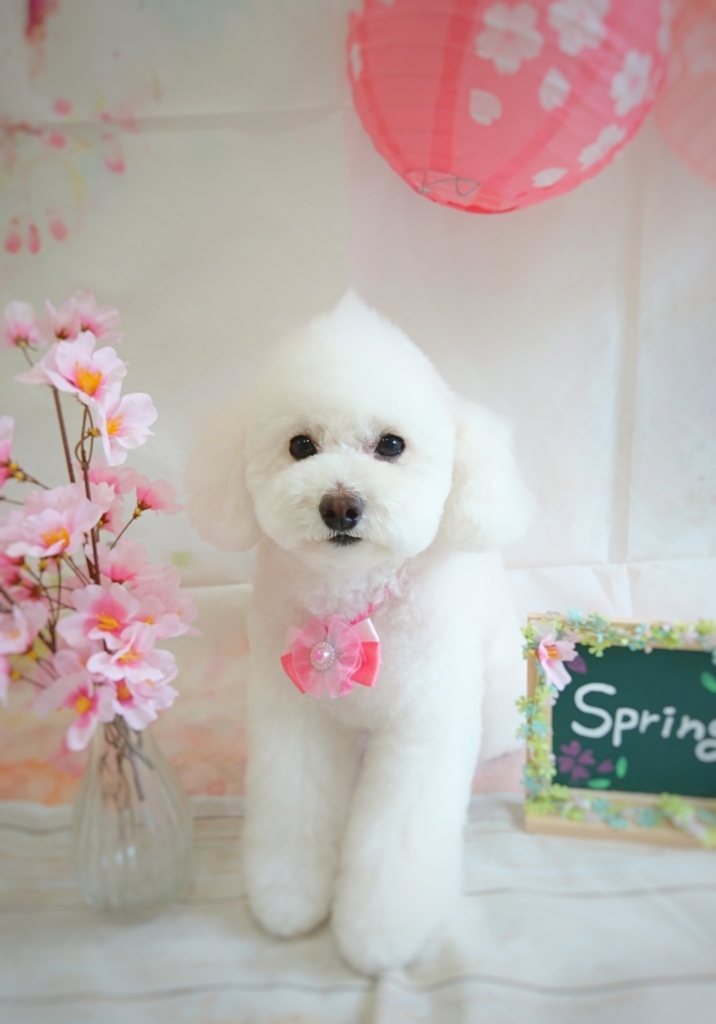 f:id:ujk_vet:20180407073010j:plain