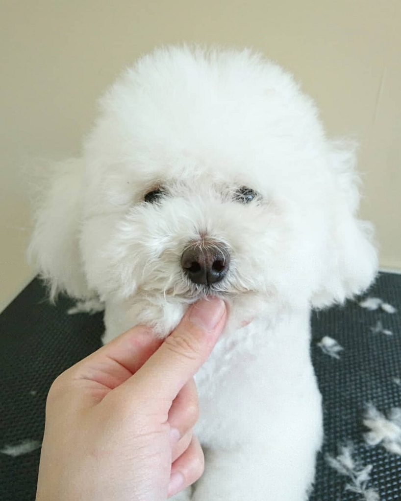 f:id:ujk_vet:20180407073051j:plain