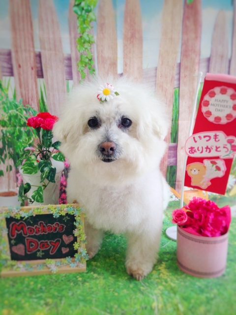 f:id:ujk_vet:20180513075835j:plain