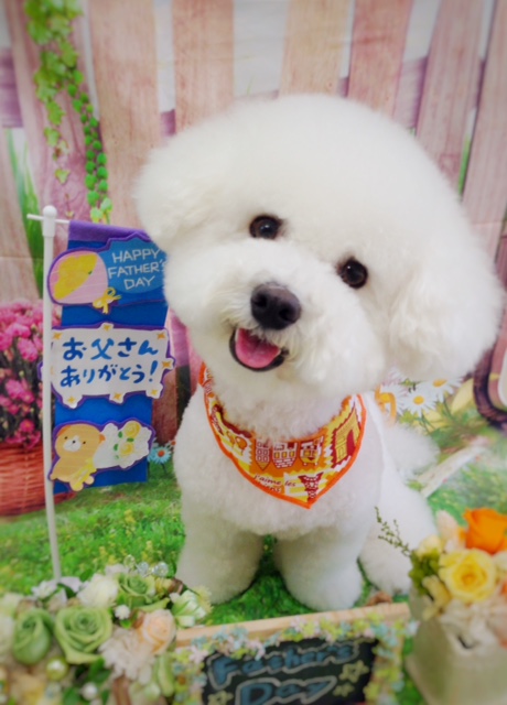 f:id:ujk_vet:20180520073252j:plain