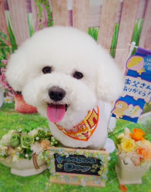 f:id:ujk_vet:20180520073309j:plain