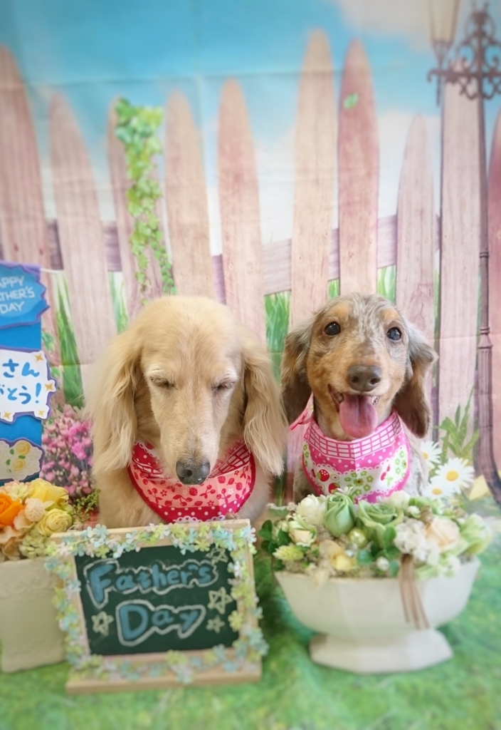 f:id:ujk_vet:20180520222007j:plain