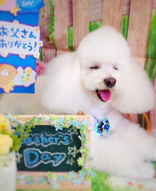 f:id:ujk_vet:20180527074853j:plain