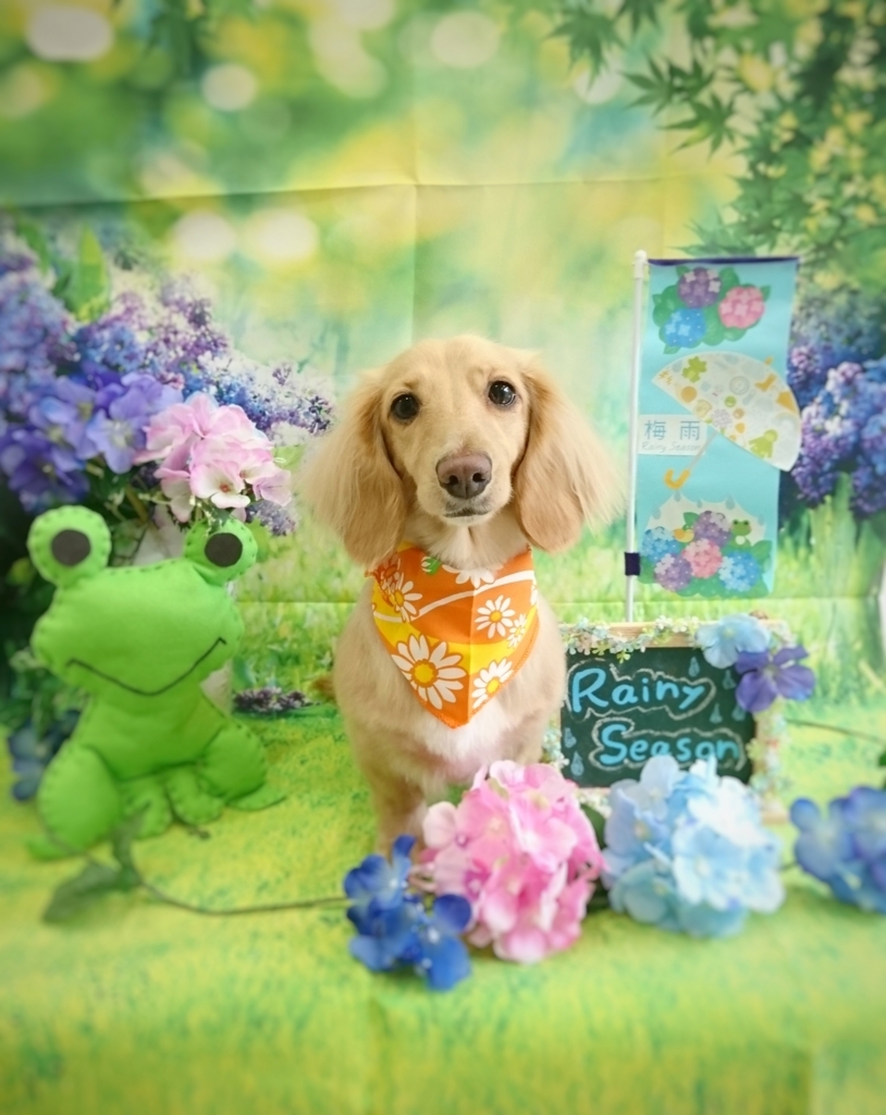 f:id:ujk_vet:20180624075806j:plain