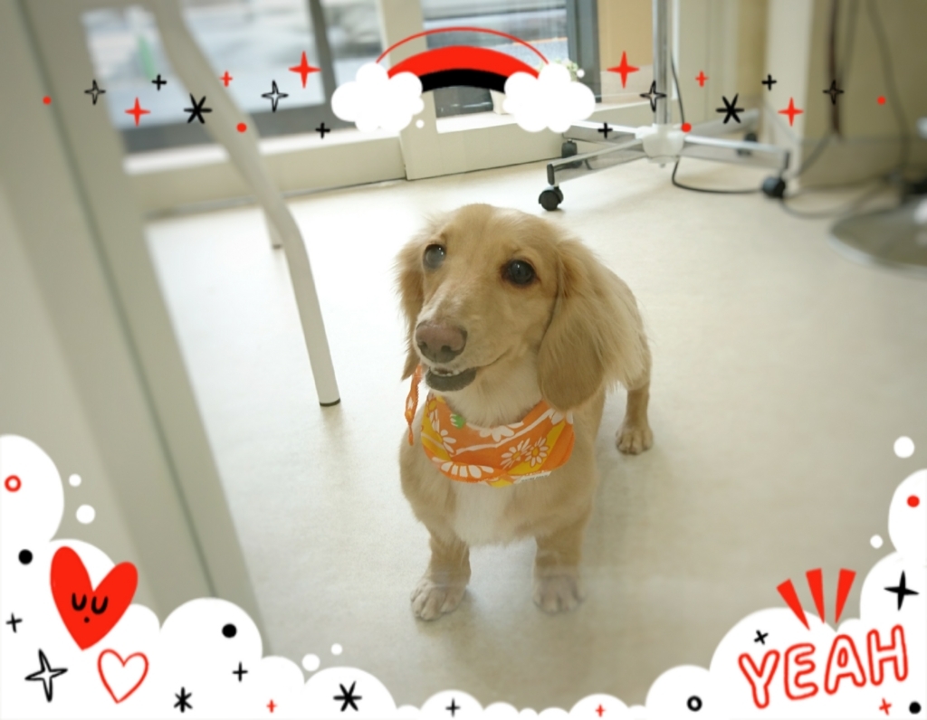 f:id:ujk_vet:20180624075841j:plain