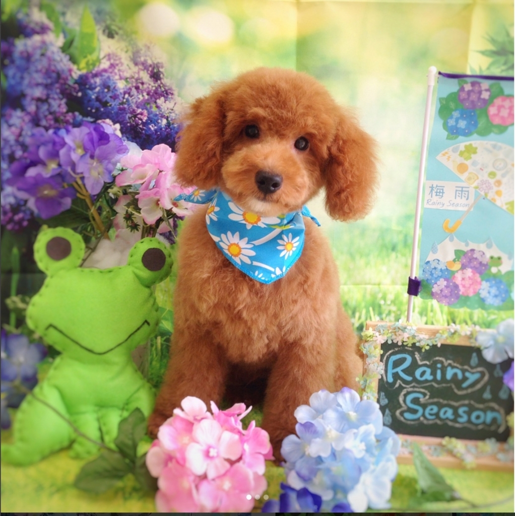 f:id:ujk_vet:20180625205339j:plain f:id:ujk_vet:20180625205339j:plain