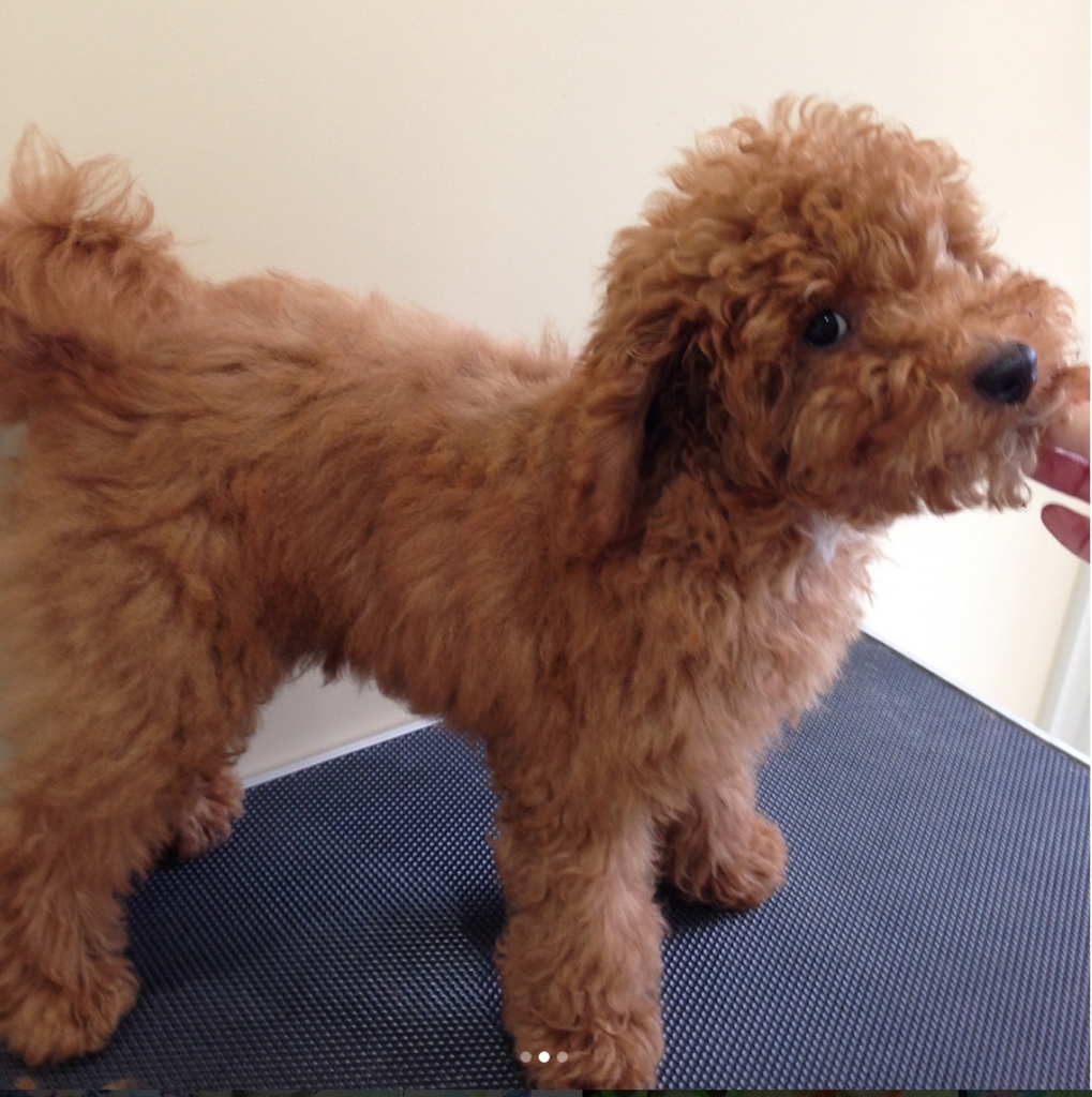 f:id:ujk_vet:20180625205356j:plain f:id:ujk_vet:20180625205356j:plain