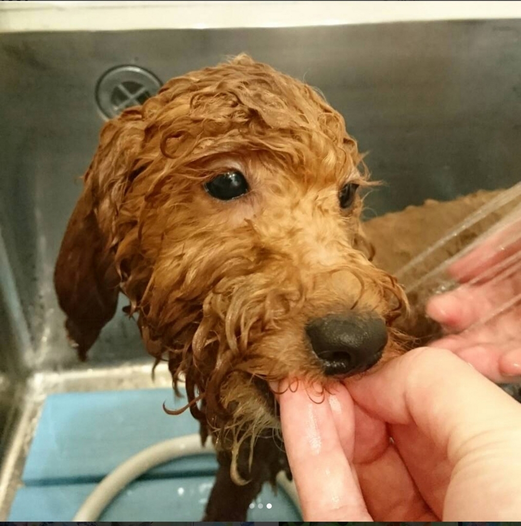 f:id:ujk_vet:20180625205411j:plain f:id:ujk_vet:20180625205411j:plain