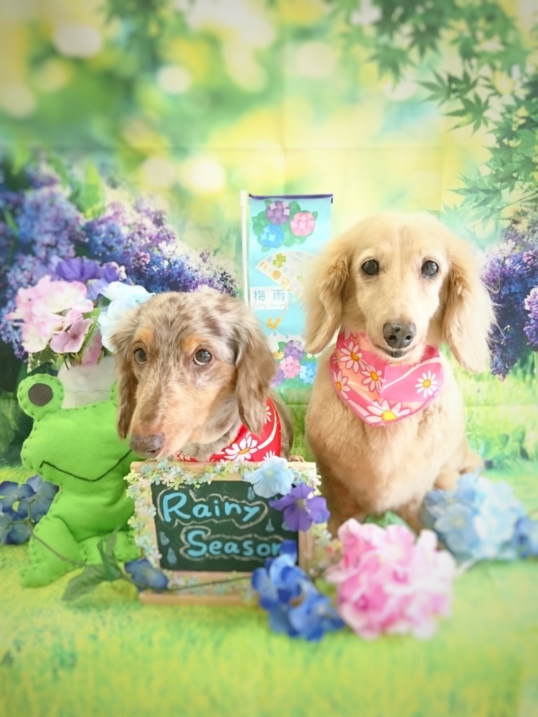 f:id:ujk_vet:20180625205559j:plain