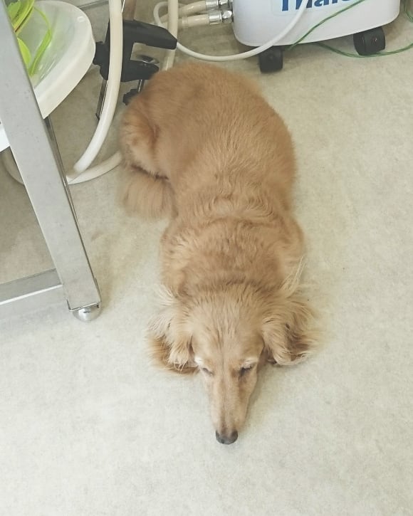 f:id:ujk_vet:20180625205641j:plain