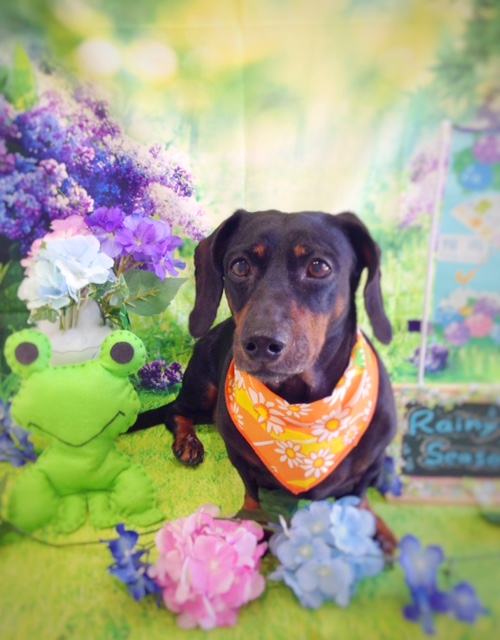 f:id:ujk_vet:20180706090036j:plain f:id:ujk_vet:20180706090036j:plain