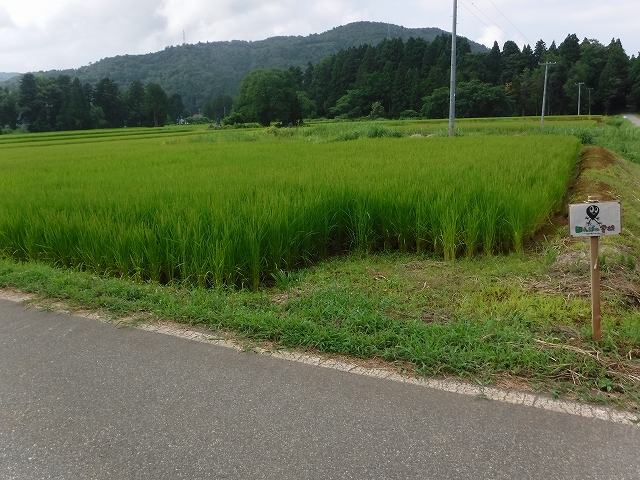 f:id:ukawanosannka:20170820222831j:plain
