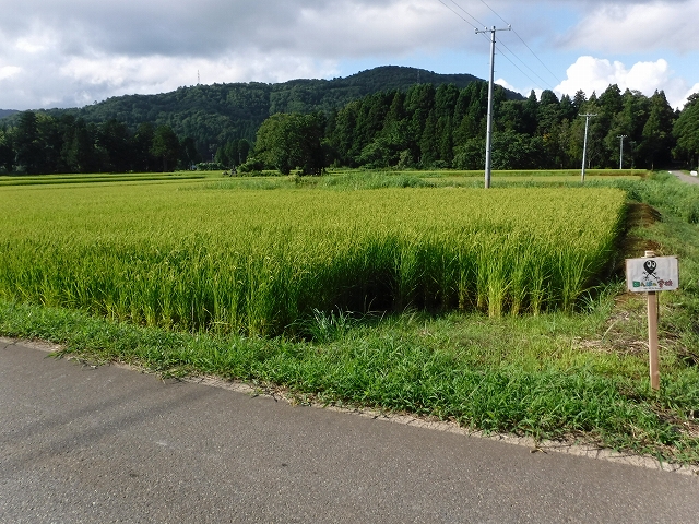 f:id:ukawanosannka:20170820222848j:plain