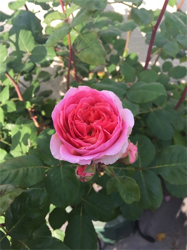 f:id:ukbeat:20170528220506j:image f:id:ukbeat:20170528220506j:image