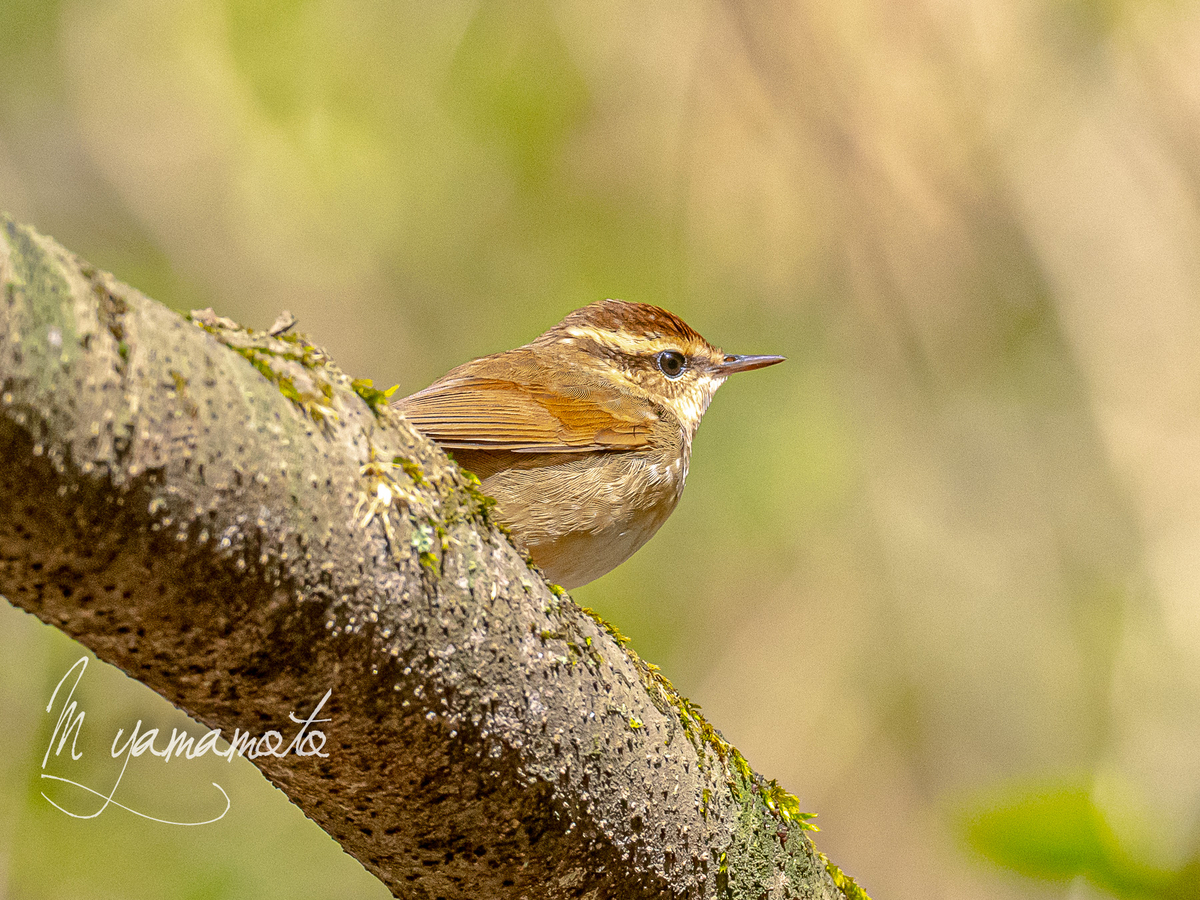 夏鳥ミニ遠征 - 鳥ウキウキ