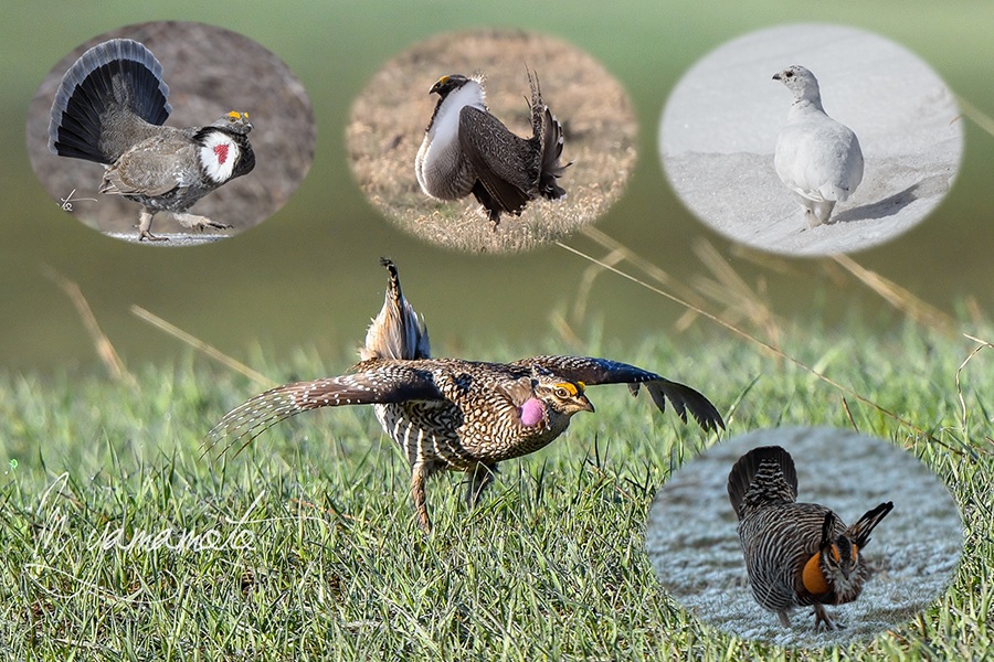 舞い踊るライチョウを追いかけて：コロラドを探鳥 - 鳥ウキウキ