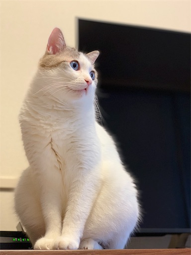 f:id:ukigusagurasi:20181212181741j:plain f:id:ukigusagurasi:20181212181741j:plain