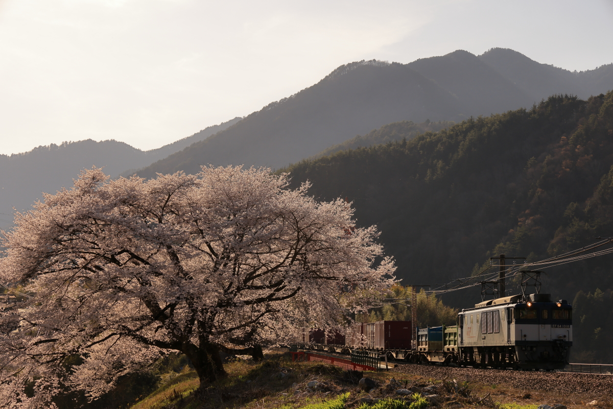 満開の伊奈川の一本桜と、EF64-1018牽引の81列車を撮る！ - 続