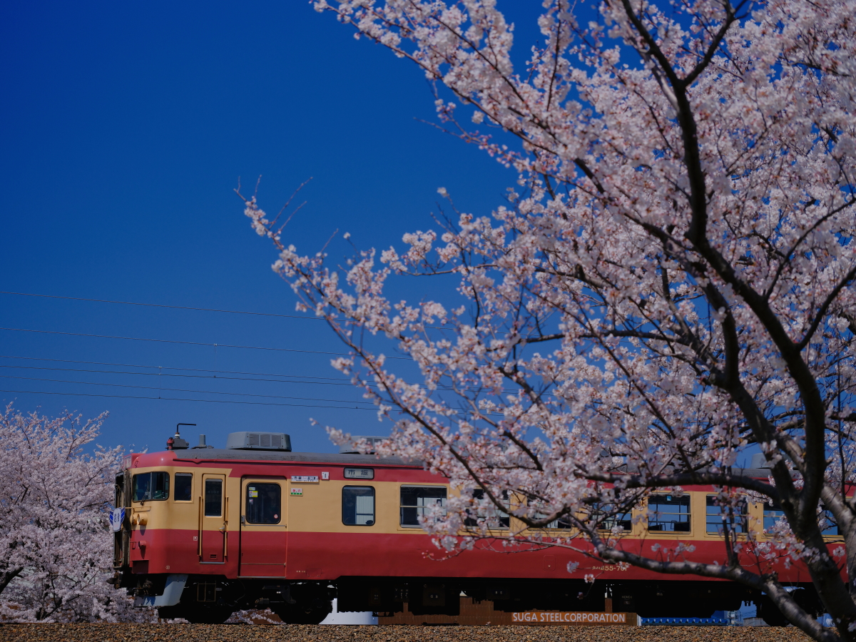 秋桜子 秋桜子 Asako