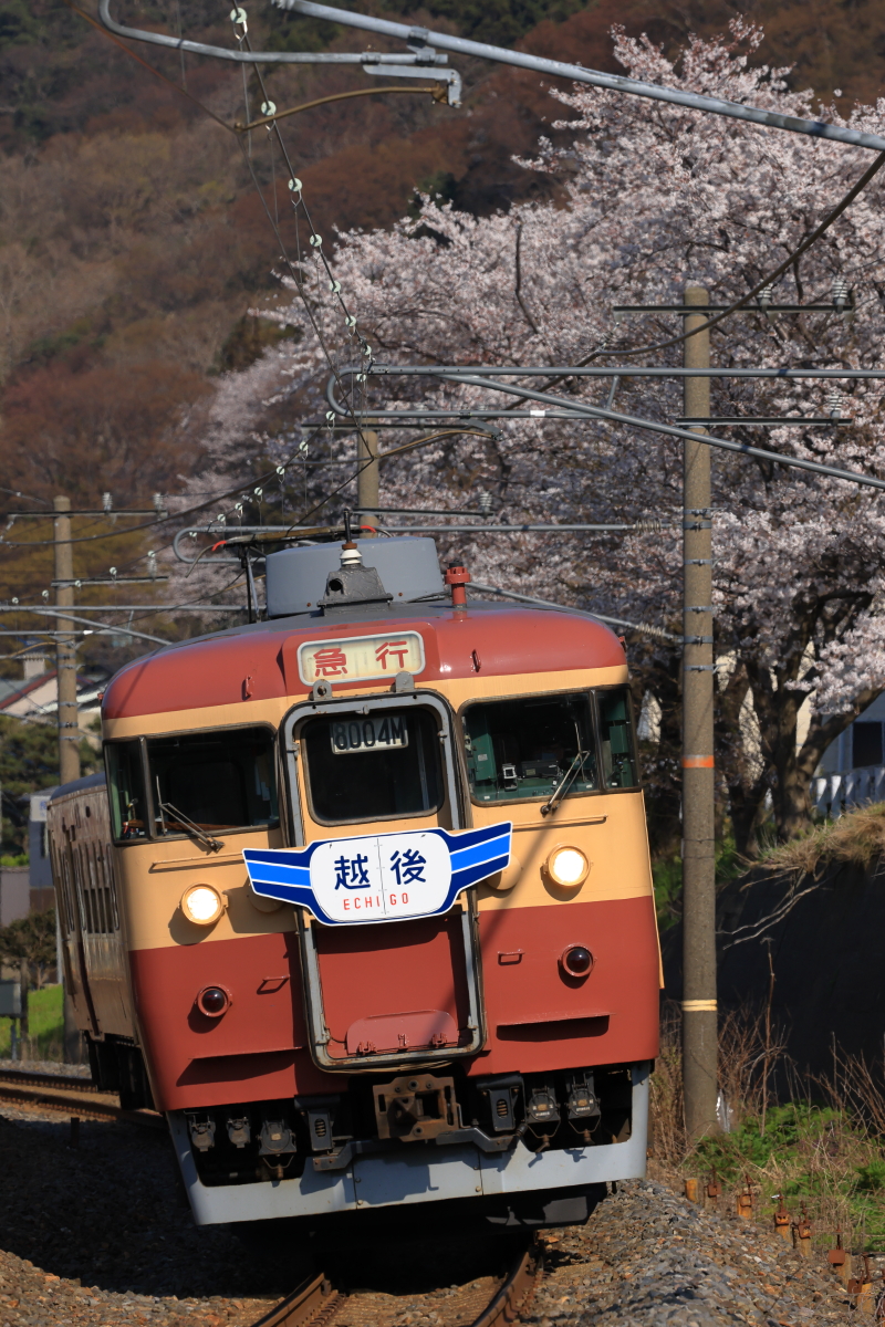 谷浜の桜と、えちごトキめき鉄道の413系を撮る！ - 続 うっかり鉄の