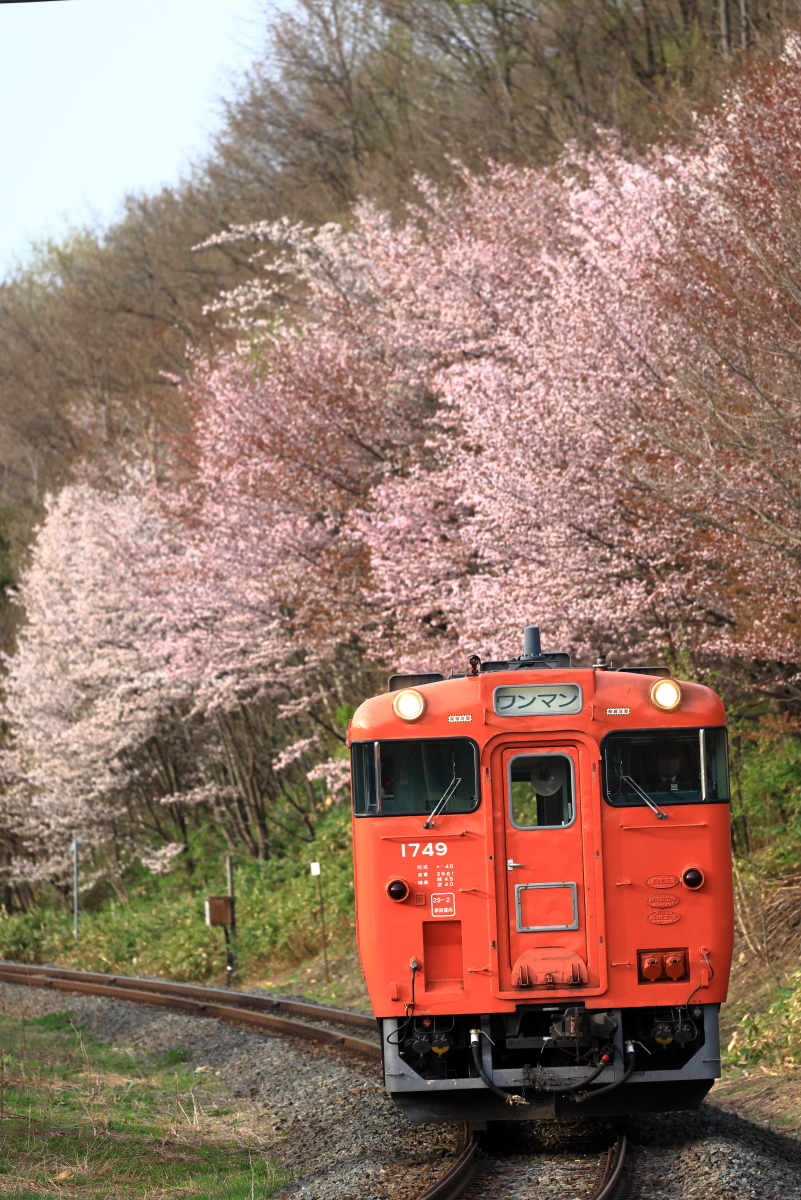 布部の桜とタラコ色のキハ40-1749を撮る！(その1) - 続 うっかり