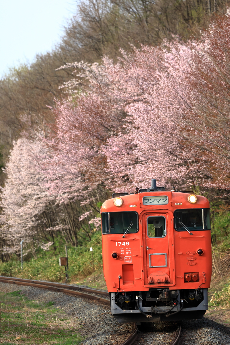 布部の桜とタラコ色のキハ40-1749を撮る！(その1) - 続 うっかり鉄の