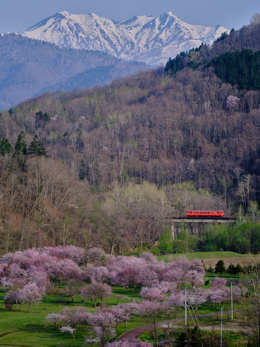 桜満開の根室本線を往く、残雪の芦別岳とタラコ色のキハ40-1749を撮る