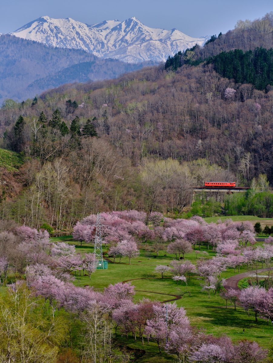 桜満開の根室本線を往く、残雪の芦別岳とタラコ色のキハ40-1749を撮る