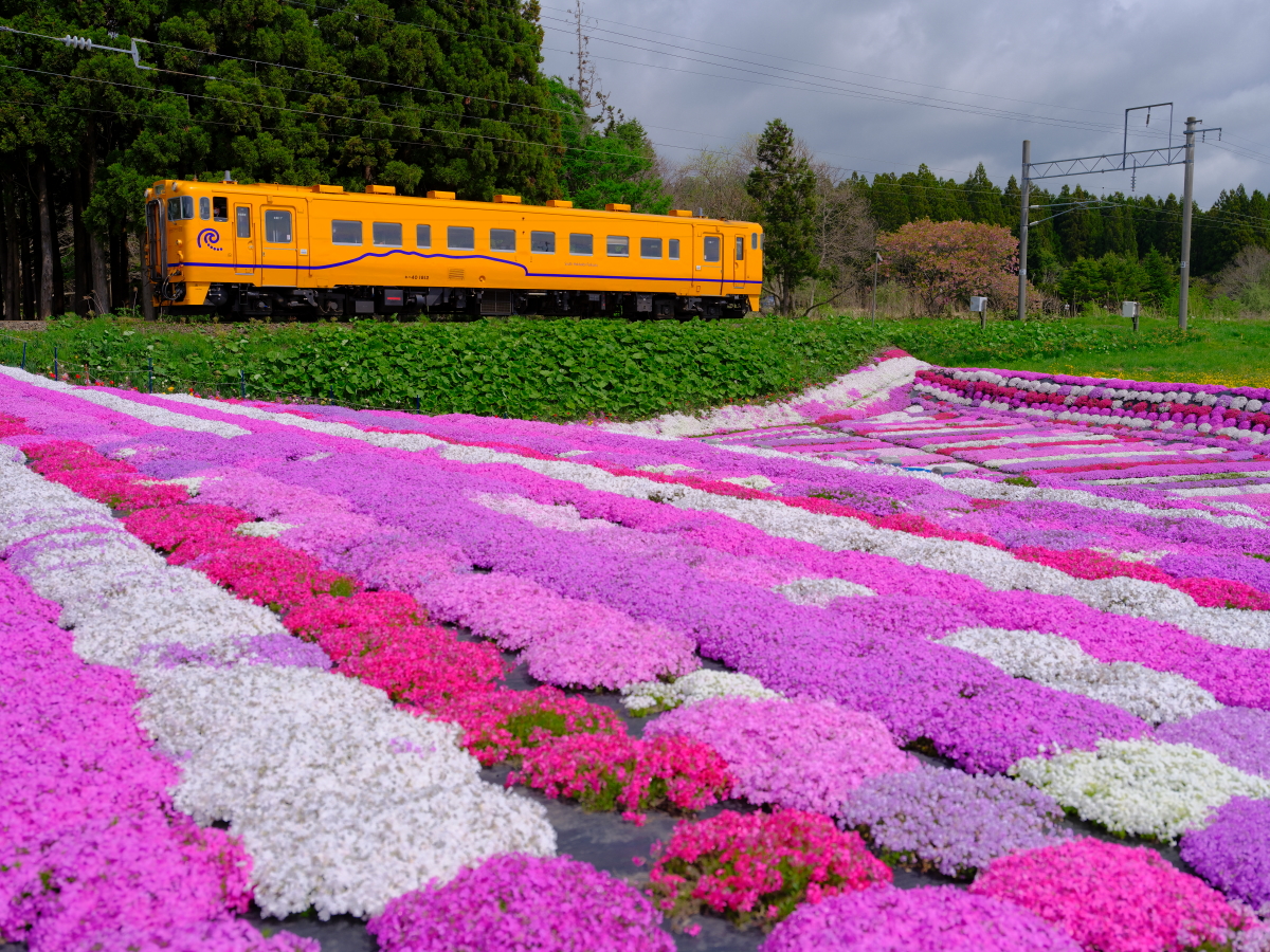 咲き誇るシバザクラと、道南いさりび鉄道のキハ40を撮る！(札苅村上芝