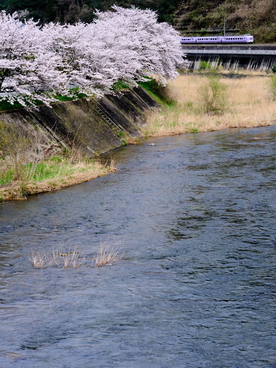 【分岐する風景】#001 日野川の畔に咲く桜並木と「スーパーやくも」色の381系を撮る！ - 続