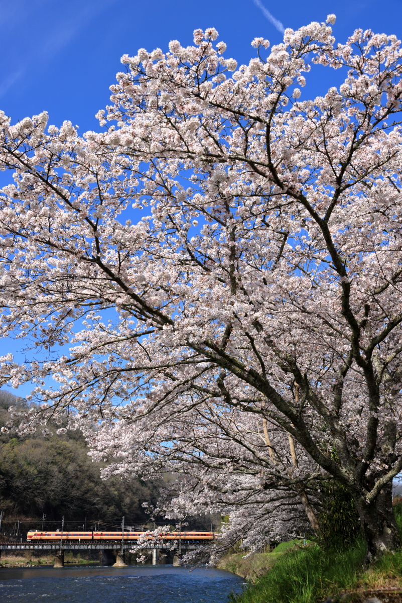 【中古】 こうべ文学逍遙　花と川をめぐる風景 備中川面の満開の桜並木と、第2高梁川橋りょうを渡る国鉄特急色の381系
